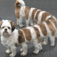/album/photogallery/funny-animals-6-300x300-jpg/