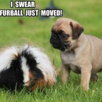 /album/photogallery/funny-animals-7-300x300-jpg/