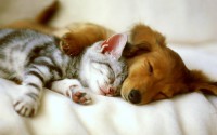 /album/photogallery/funny-animals-animal-humor-29016371-500-313-jpg/