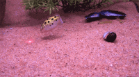 /album/photogallery/funny-fish-gif-gif/