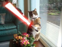 /album/photogallery/jedi-cat-animal-humor-1993692-500-375-jpg/