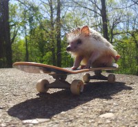 /album/photogallery/funny-animals-doing-human-things-7-jpg/